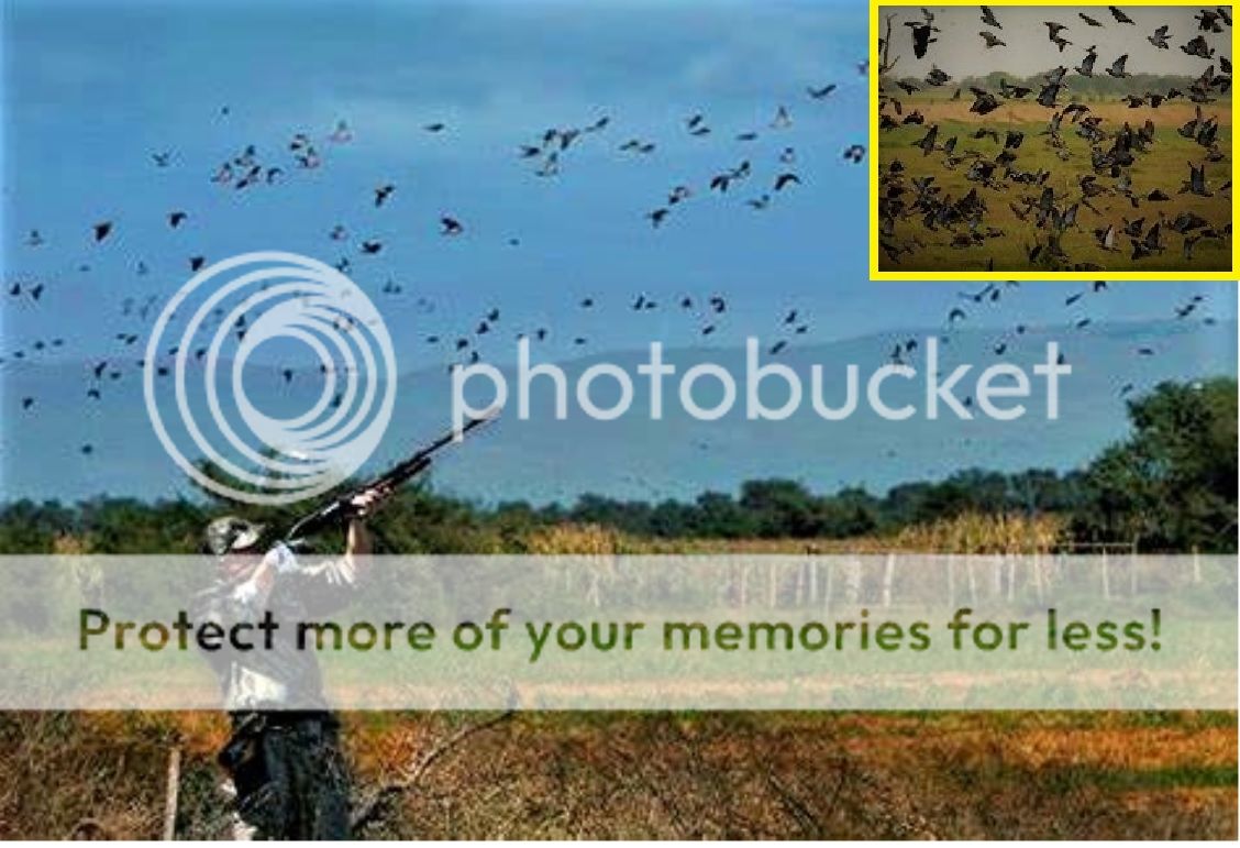 Good time to reflect on dove hunting. Bloodydecks